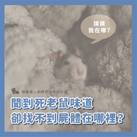 家門口有死老鼠|為什麼家裡有老鼠？滅鼠專家教你有效預防老鼠入侵3方法